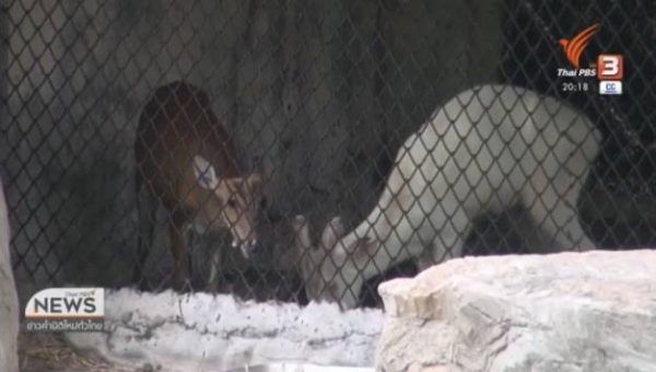 Songkhla Zoo official kills himself after allegedly killing his boss