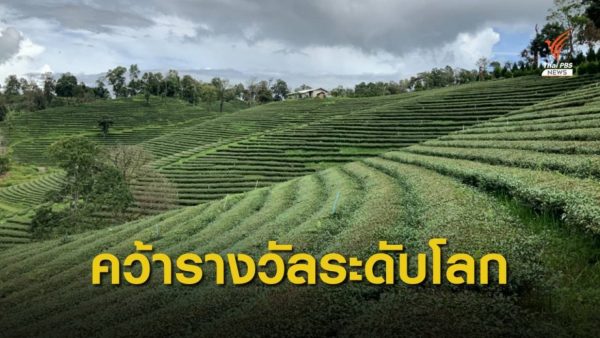 Two Chiang Rai tea products win Gold in World Green Tea Competition 2020 in Japan