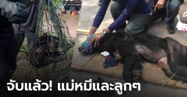จับแล้ว! หมีควายแม่ลูกอ่อน หลังเฝ้าติดตามนาน 7 วัน