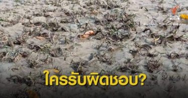 Libong islanders blame Harbour Department for killing seagrass