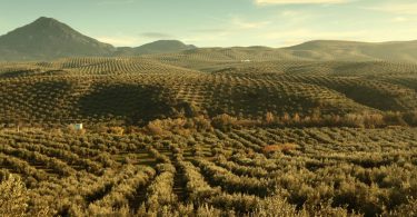 An easy guide to Spain’s olive oil regions