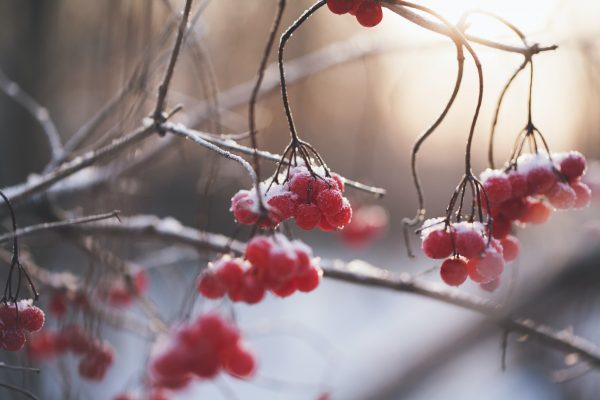 Thailand enters cold season today