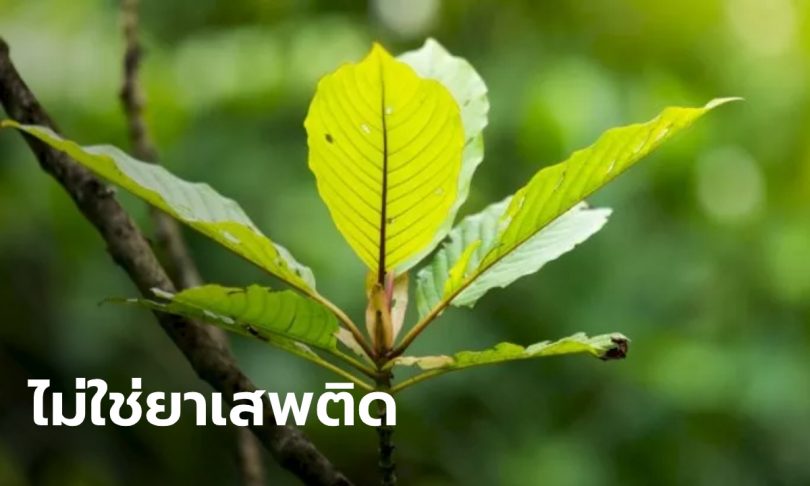 ครม.ไฟเขียวถอน “กระท่อม” จากยาเสพติด แต่ห้ามขายให้เด็กอายุต่ำกว่า 18 ปี
