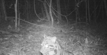 Rare clouded leopard snapped by camera trap for first time in 20 years