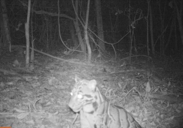 Rare clouded leopard snapped by camera trap for first time in 20 years