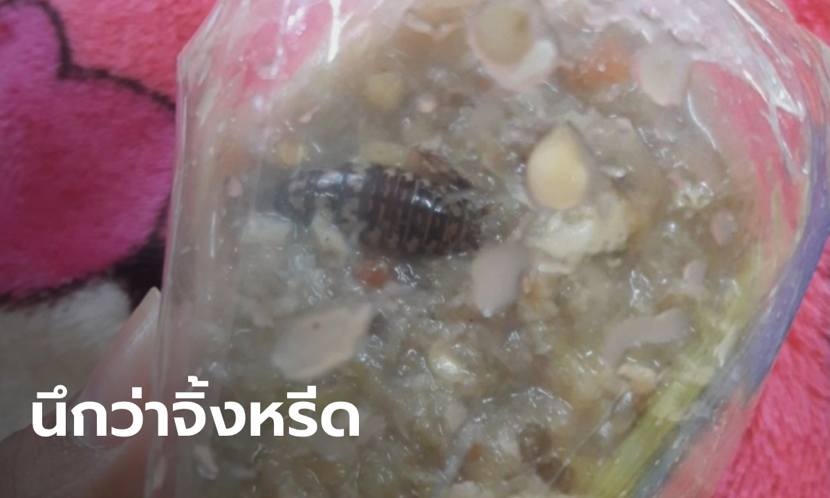 อวสานอาหารเช้า! น้ำพริกปลาร้าแถม “แมลงสาบ” มาทั้งตัว เห็นแล้วแทบอาเจียน