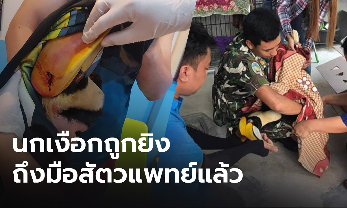 เร่งช่วย “นกเงือกถูกยิง” ที่น้ำตกคีรีเพชร สัตวแพทย์ให้ยาประคองอาการ