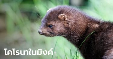 เดนมาร์กพบผู้ติดเชื้อไวรัสโคโรนากลายพันธุ์ 214 ราย ต้นตอจาก “มิงค์”