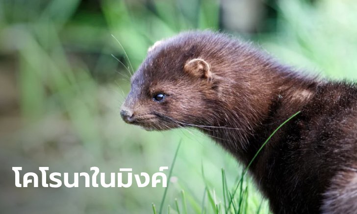 เดนมาร์กพบผู้ติดเชื้อไวรัสโคโรนากลายพันธุ์ 214 ราย ต้นตอจาก “มิงค์”