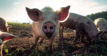 Two villages in Sa Kaew province declared epidemic zones after pigs die of PRRS