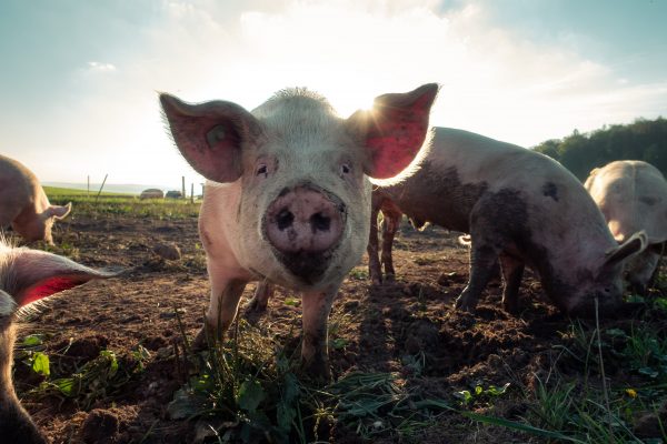 Two villages in Sa Kaew province declared epidemic zones after pigs die of PRRS