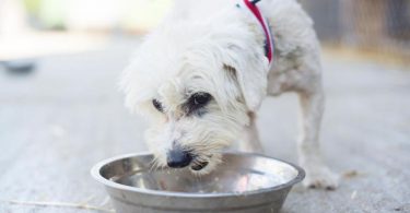 Deaths of at least 28 dogs prompts pet food recall | Las Vegas Local Breaking News, Headlines