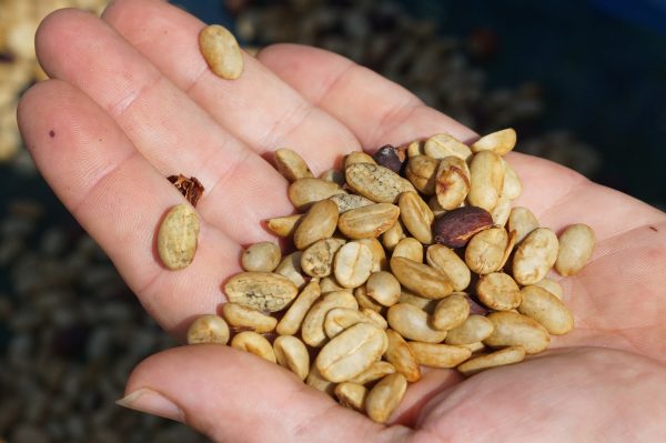 In coffee we trust | Thai PBS World : The latest Thai news in English, News Headlines, World News and News Broadcasts in both Thai and English. We bring Thailand to the world