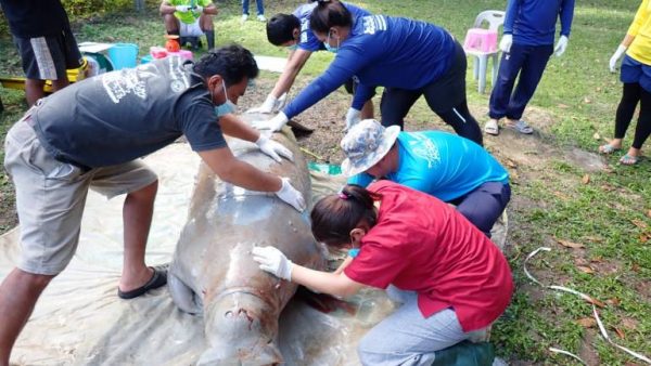 Third dead dugong in a week, thought to have been caused by stingrays