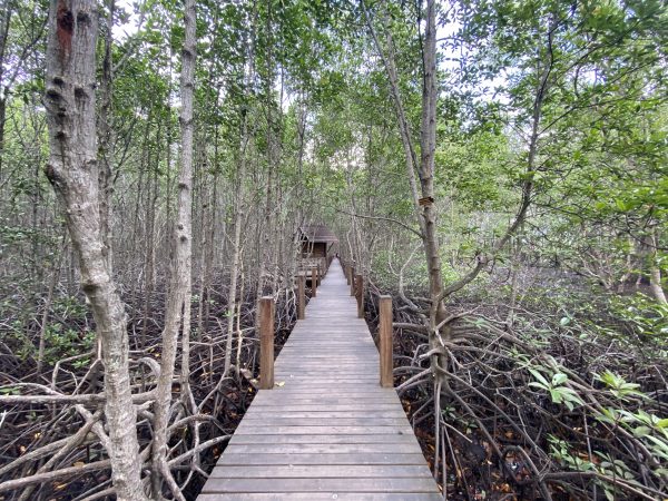 study center mangrove
