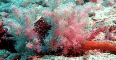 Two new and rare soft coral species found in the Gulf of Thailand