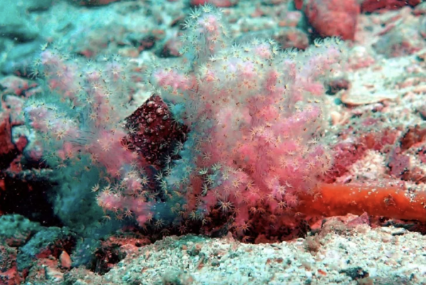 Two new and rare soft coral species found in the Gulf of Thailand