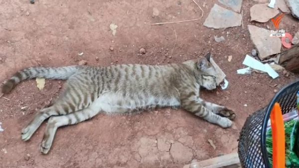 Cat flu strikes village in Nakhon Ratchasima