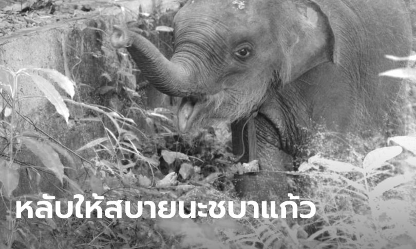 ชบาแก้ว ลูกช้างป่าขวัญใจโซเชียล ตายกะทันหัน! หมอคาดติดเชื้อจากอากาศเปลี่ยนแปลง
