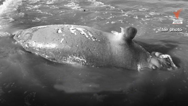 Two dugongs found dead on beaches in Krabi province