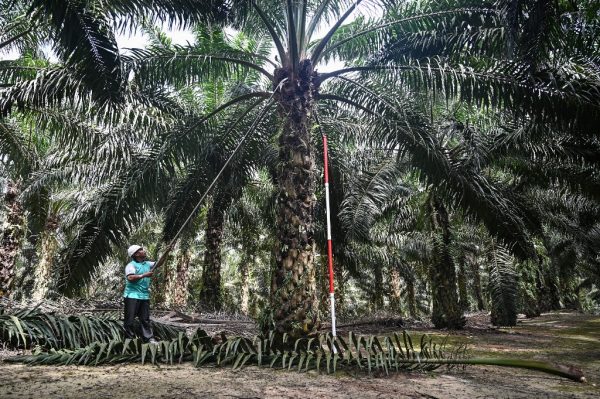 Malaysia files WTO complaint over EU palm oil restrictions