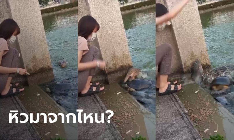 สายบุญวงแตก สาวให้อาหารเต่า-ปลาที่ท่าน้ำ เจอตัวเงินตัวทองพุ่งจู่โจม (มีคลิป)