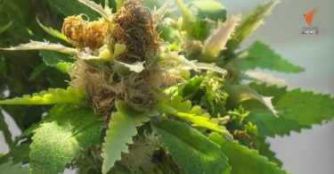 Thai government to buy dried cannabis flowers from community enterprises
