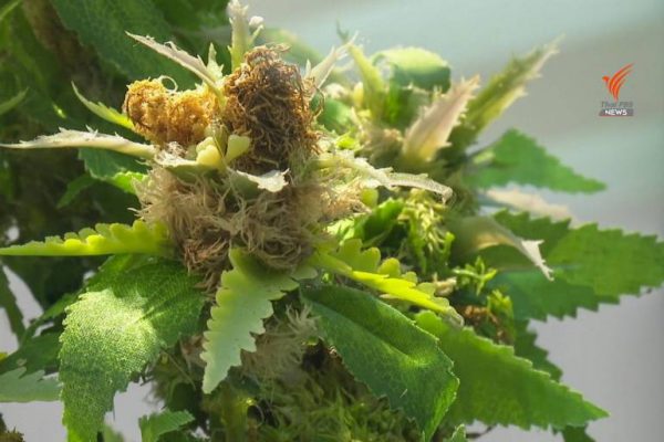 Thai government to buy dried cannabis flowers from community enterprises