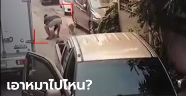 เจ้าของน้ำตาไหล เปิดกล้องพบหมาถูกรถเหยียบ คนขับจับใส่ท้ายกระบะขับหายไป (คลิป)