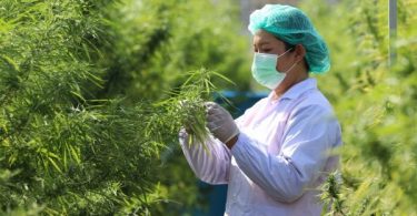 Multipurpose marijuana could light up another economic engine for Thailand 