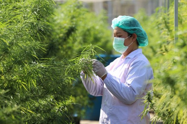 Multipurpose marijuana could light up another economic engine for Thailand 