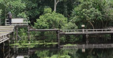 Visitors to Narathiwat are guaranteed to find serenity in the Sirindhorn Peat Swamp Forest