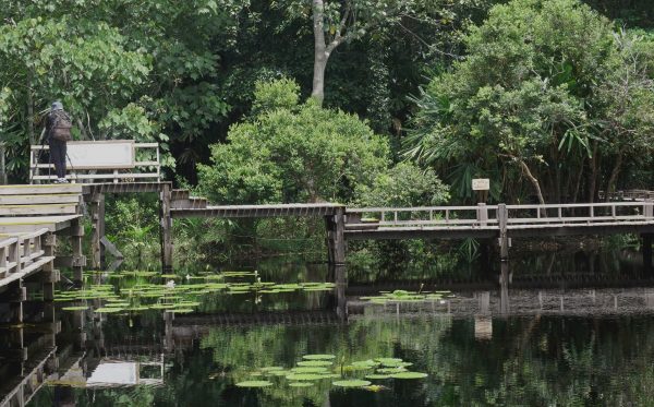 Visitors to Narathiwat are guaranteed to find serenity in the Sirindhorn Peat Swamp Forest