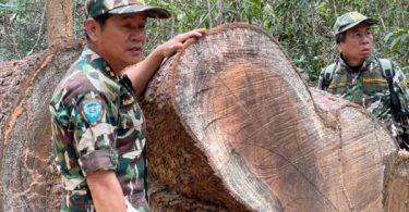 Thai and Cambodian forces in tense stand-off over illegally felled logs
