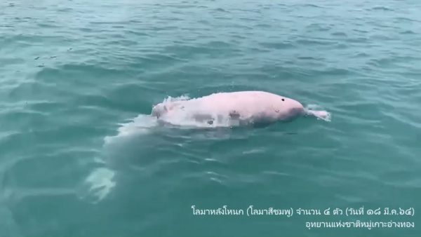 Rare pink dolphins spotted in Thailand’s Mu Ko Ang Thong national park