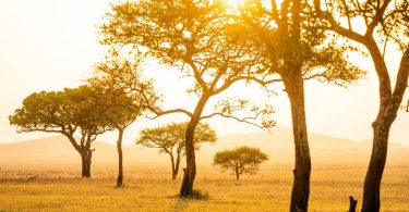 How these African safaris are reconnecting with nature