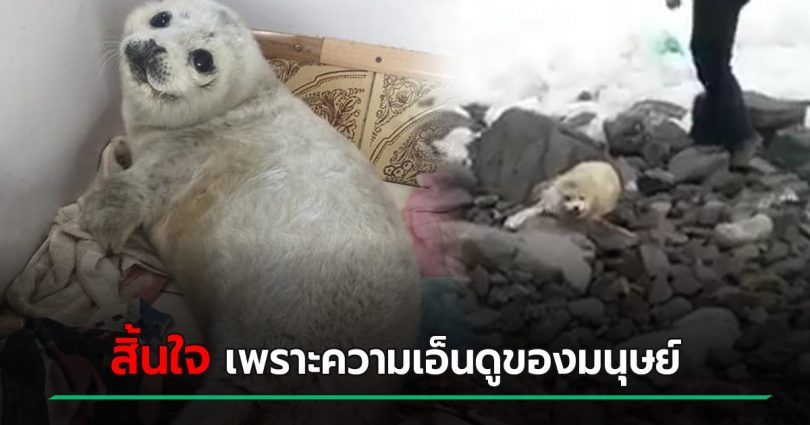 ลูกแมวน้ำ เกยตื้นริมฝั่ง ชาวบ้านแห่เล่นด้วย สุดท้ายน้องต้องตาย เพราะความเอ็นดูของมนุษย์