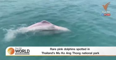 Rare pink dolphins spotted in Thailand’s Mu Ko Ang Thong national park – Thai PBS World Tonight [19th March 2021]
