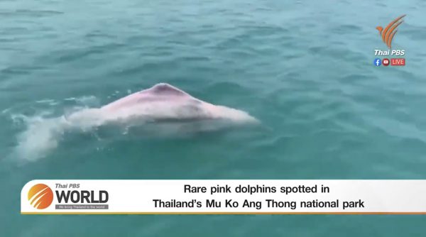 Rare pink dolphins spotted in Thailand’s Mu Ko Ang Thong national park – Thai PBS World Tonight [19th March 2021]