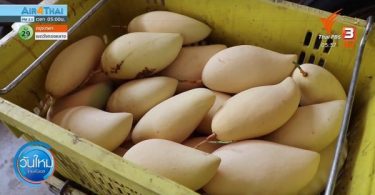 Mango growers complain of low prices and fewer export orders due to COVID-19