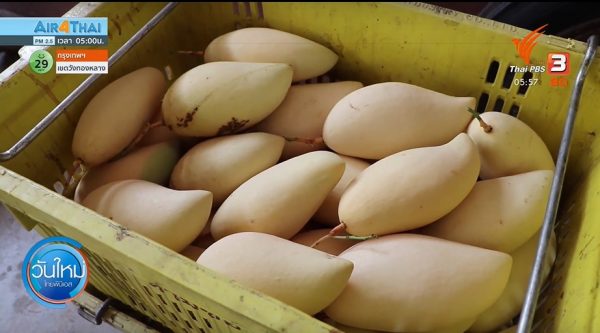 Mango growers complain of low prices and fewer export orders due to COVID-19