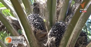 Palm oil fronds raking in revenue despite low Palm oil prices – Thai PBS World Tonight [17th March 2021]