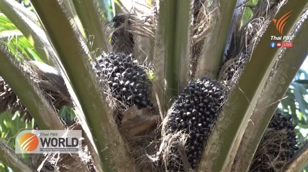 Palm oil fronds raking in revenue despite low Palm oil prices – Thai PBS World Tonight [17th March 2021]