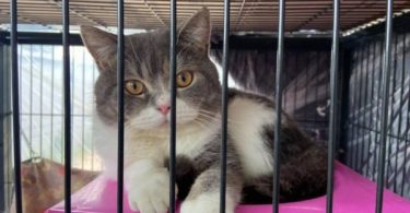 Drug suspect’s cats seized in raid