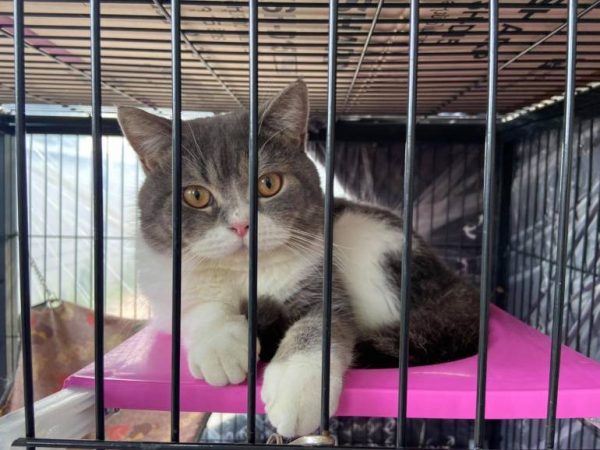Drug suspect’s cats seized in raid