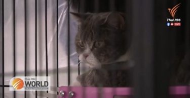 Drug suspect’s cats seized in raid – Thai PBS World Tonight [15th March 2021]