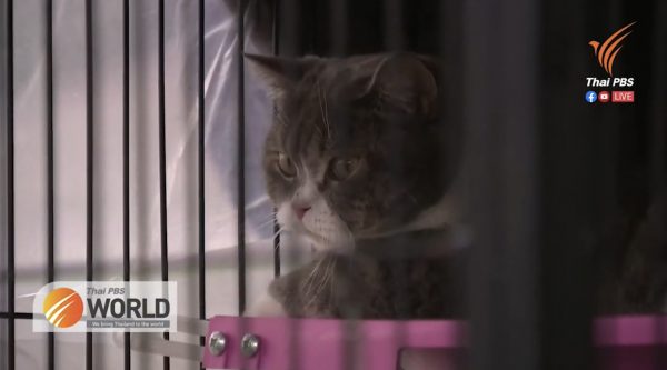 Drug suspect’s cats seized in raid – Thai PBS World Tonight [15th March 2021]