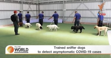 Trained sniffer dogs to detect asymptomatic COVID-19 cases – Thai PBS World Tonight [16th March 2021]