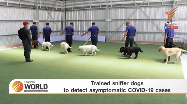 Trained sniffer dogs to detect asymptomatic COVID-19 cases – Thai PBS World Tonight [16th March 2021]
