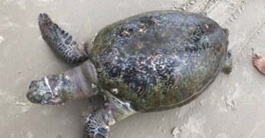 Sea turtle found dead after eating plastic waste